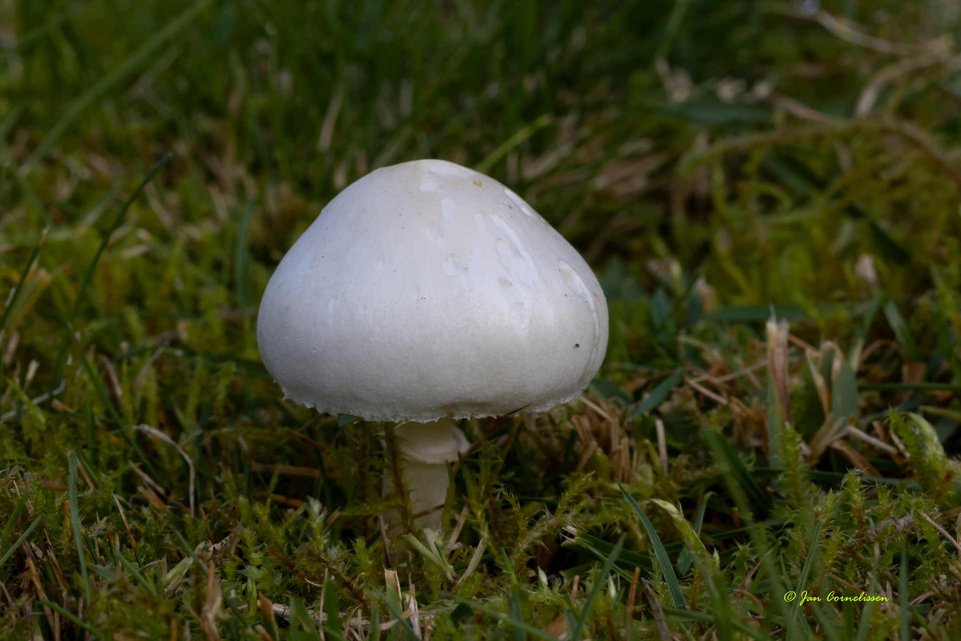 Blanke champignonparasol
