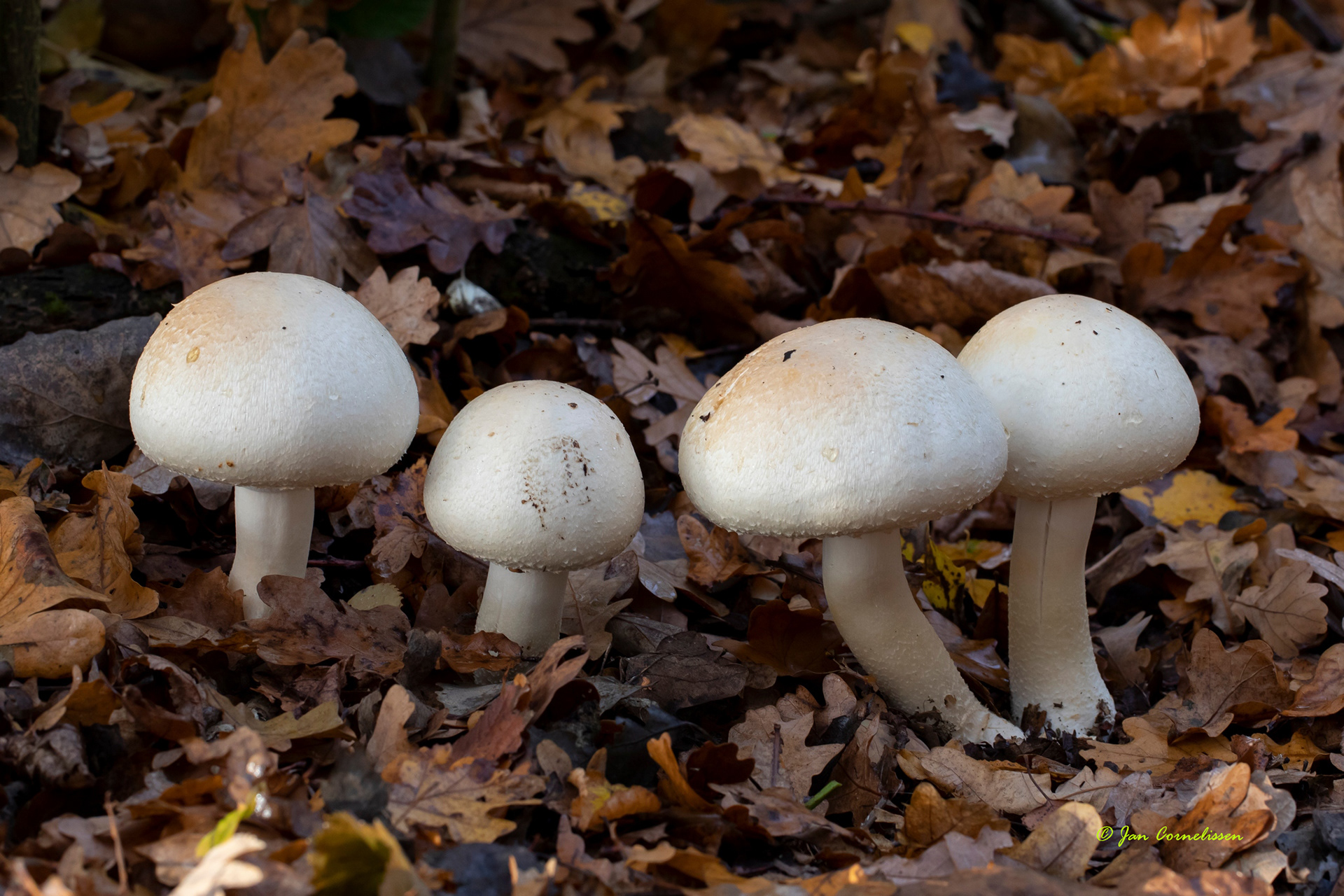Karbolchampignon