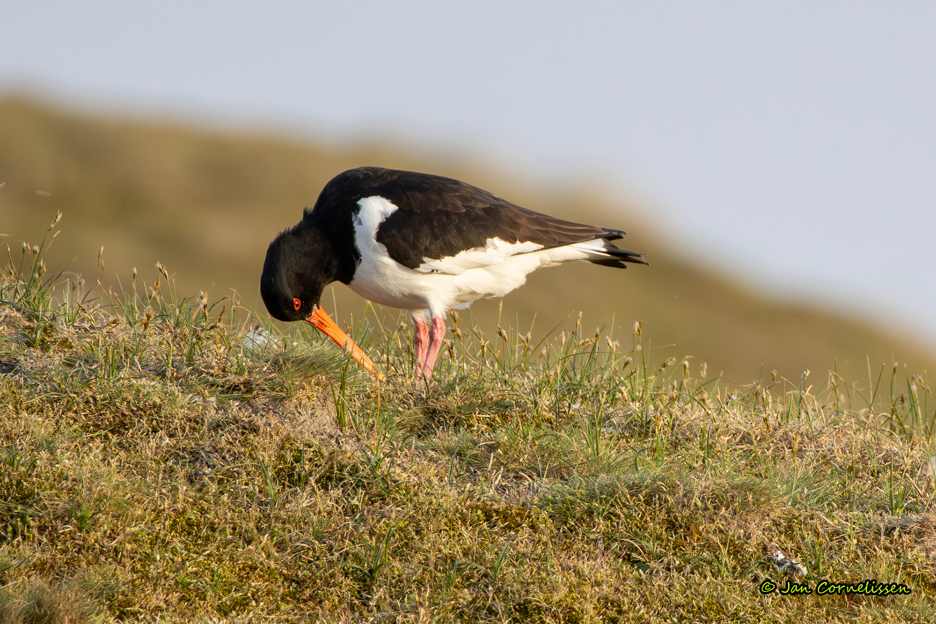Scholekster