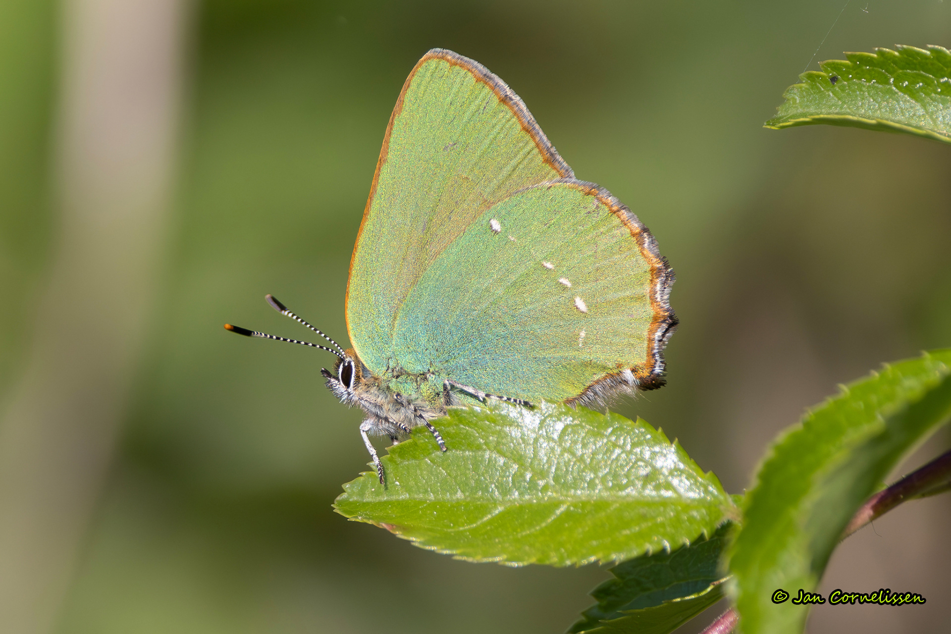 Groentje - Callophrys rubi (La Brenne, F) 2025