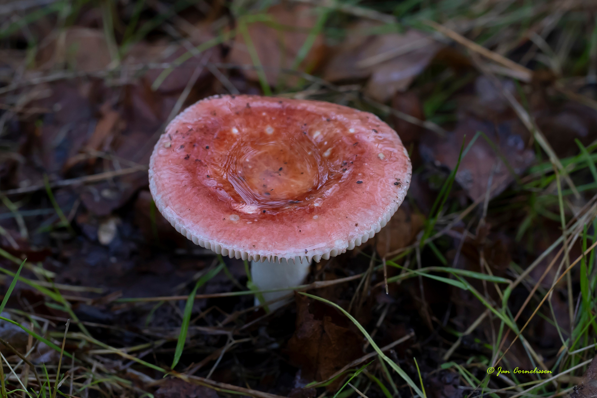 Schotelrussula ???