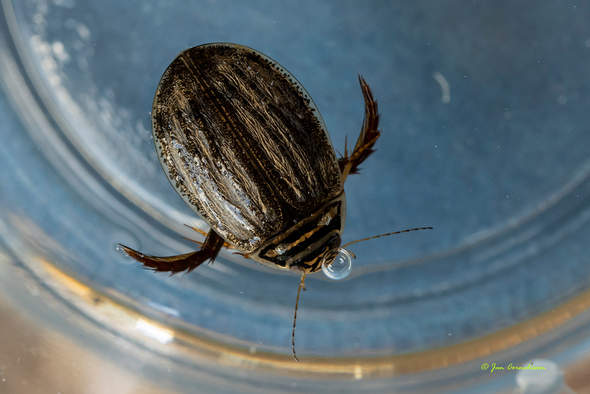 Gegroefde haarwaterroofkever - Acilius sulcatus (Pelt, B) 2021