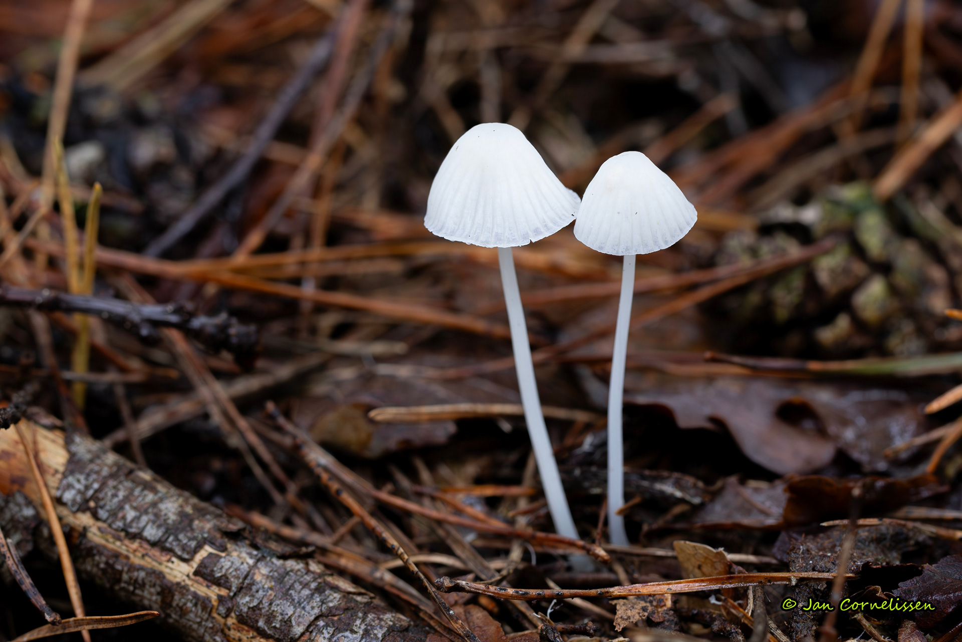 Witte melksteelmycena