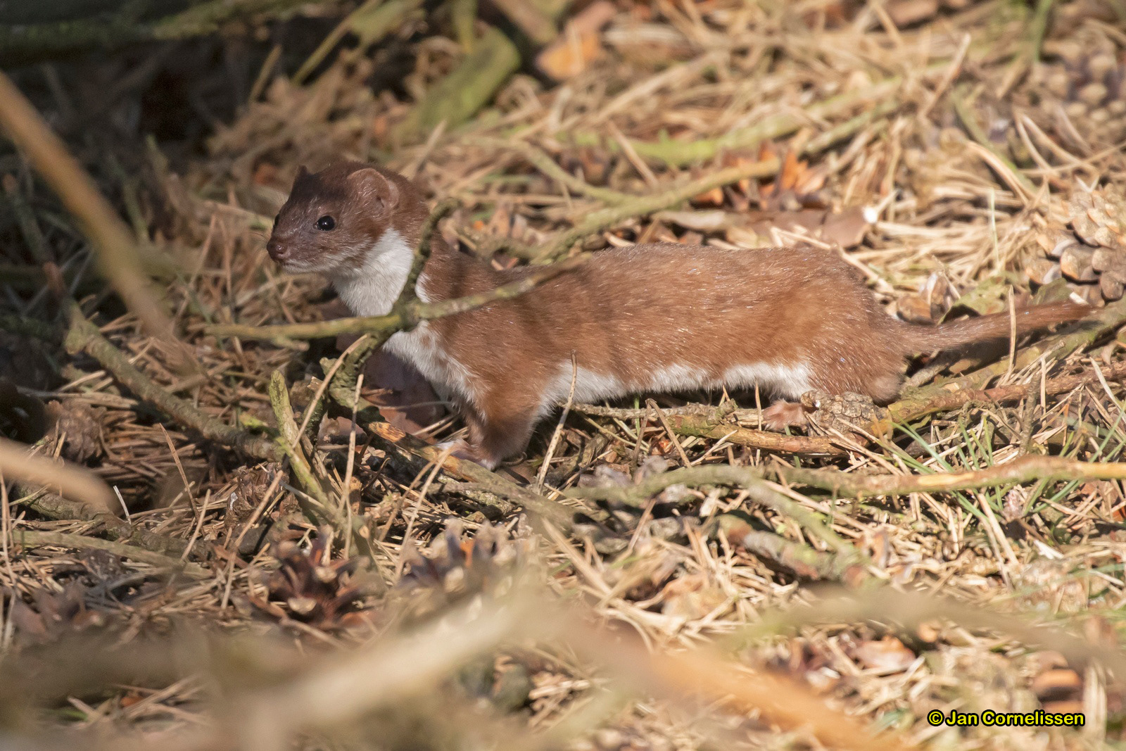 Wezel - Mustela nivalis (Pelt, B) 2020