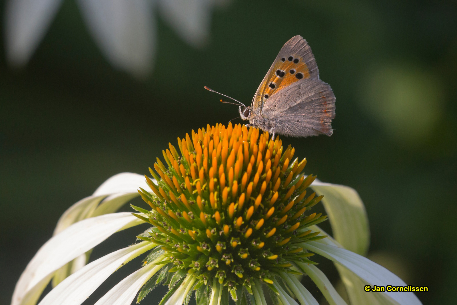 Kleine vuurvlinder - Lycaena phlaeas (Pelt, B) 2018