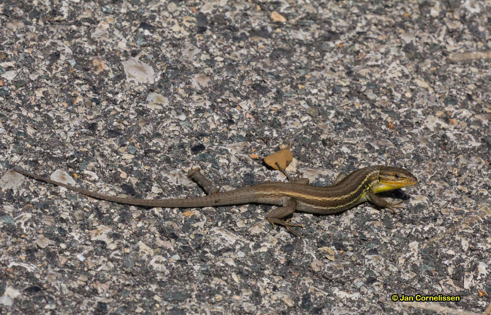 Spaanse muurhagedis - Podarcis hispanicus (Parc Natural Els Ports, E) 2015