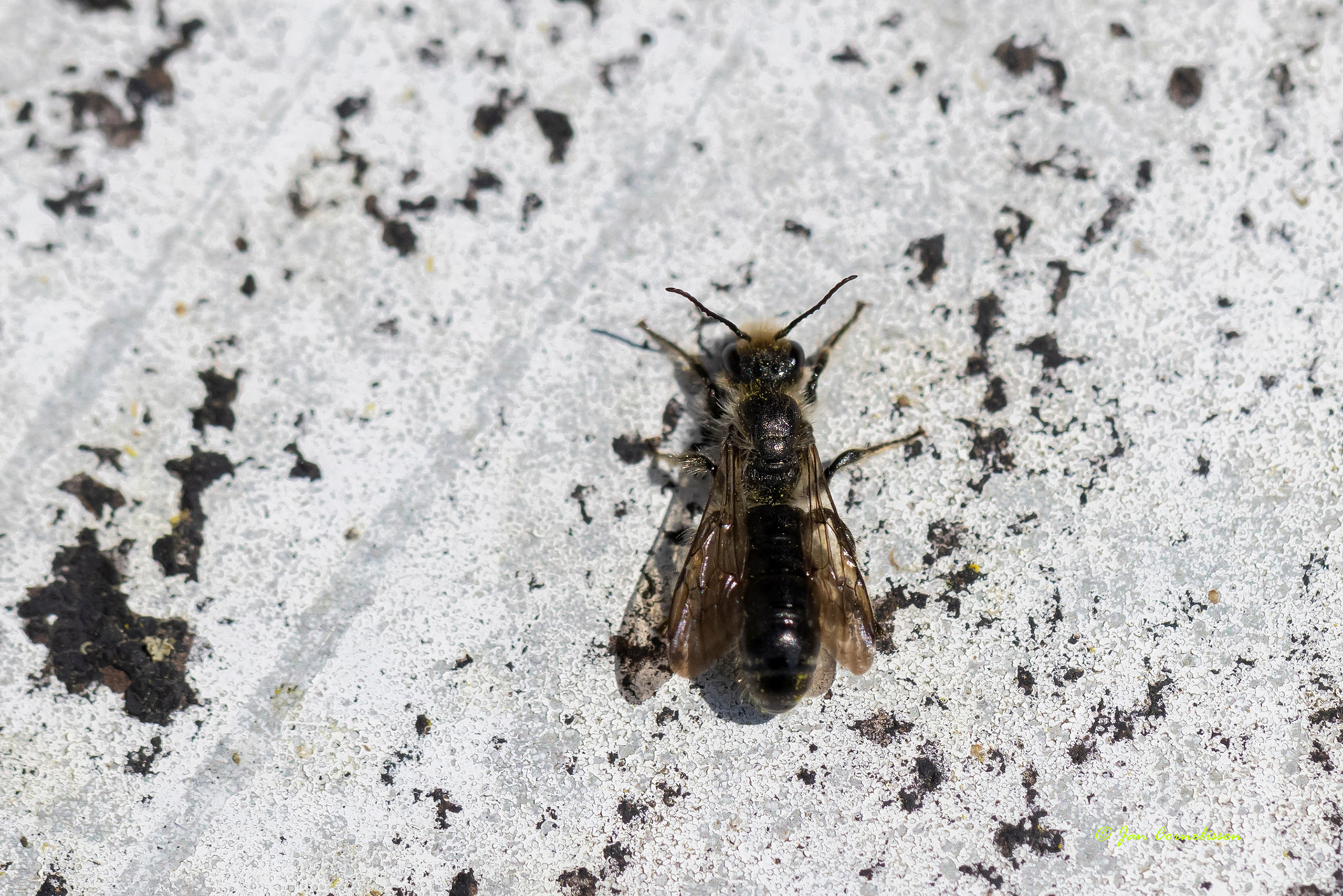 Ranonkelbij - Chelostoma florisomne (Lommel, B) 2022