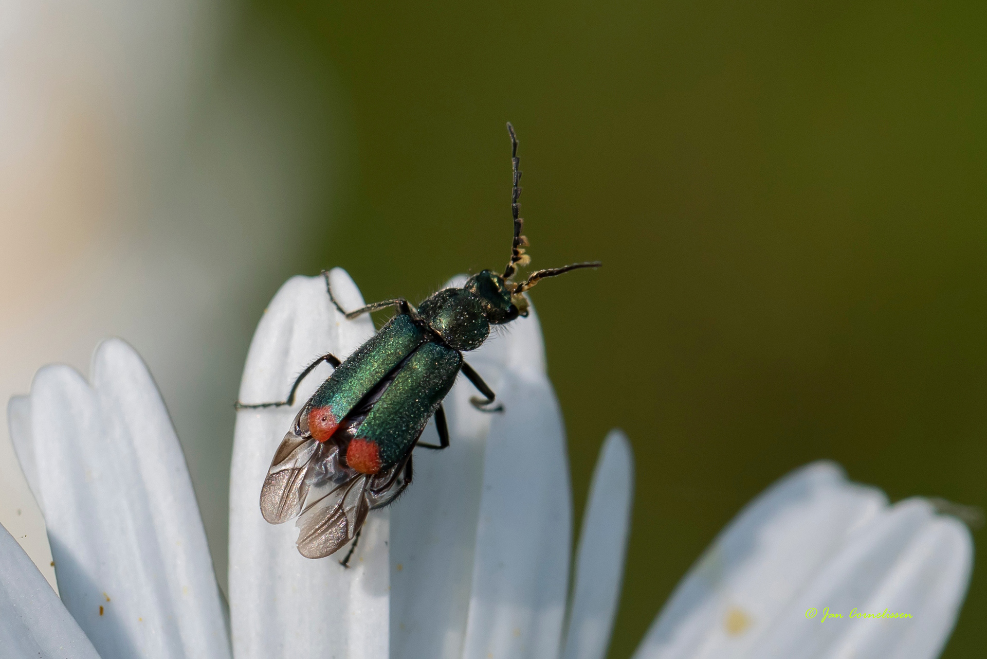 Roodtip basterdweekschildkever - Malachius bipustulatus (Lommel, B) 2021