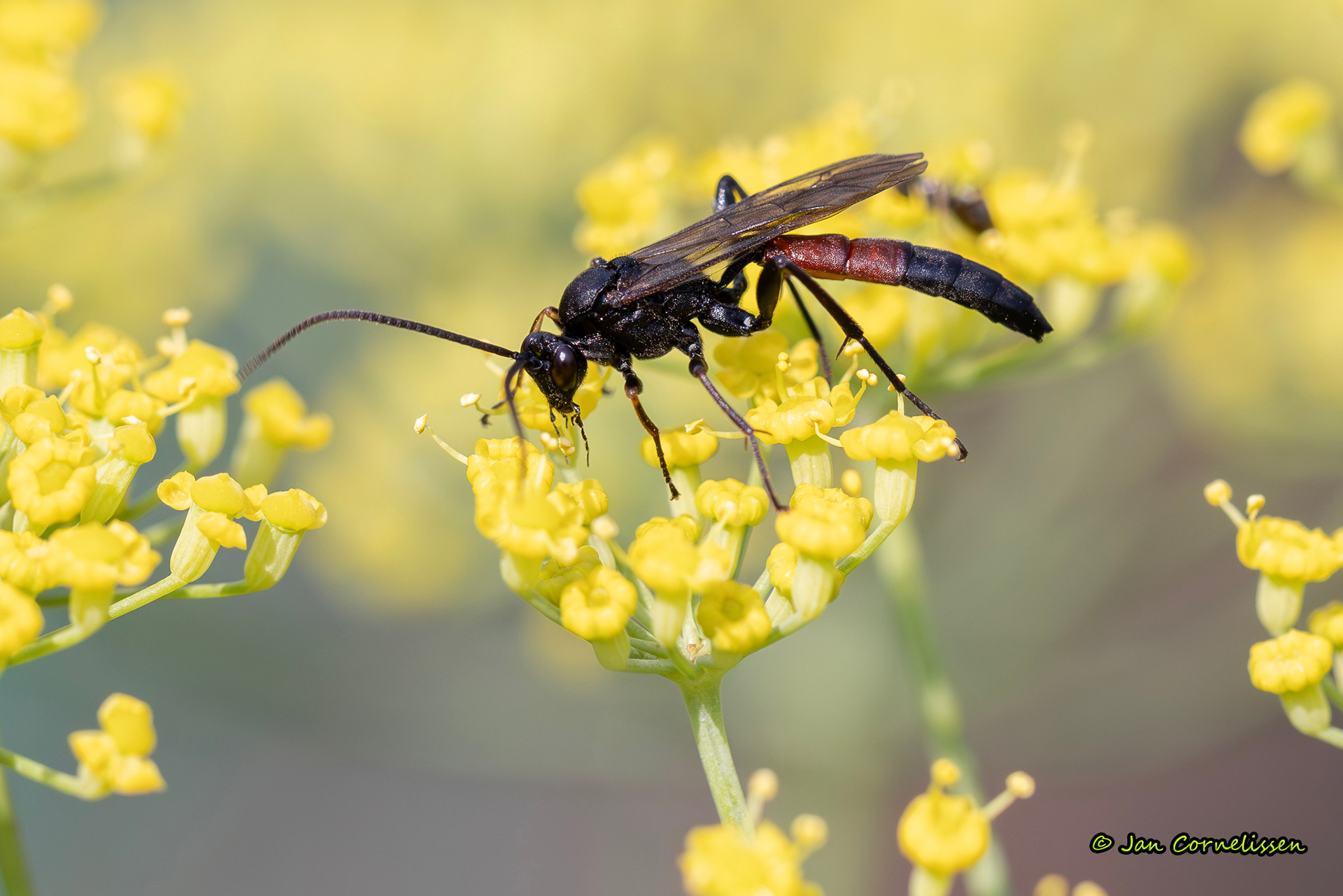 Stenichneumon culpator (een sluipwesp) (Pelt, B) 2024
