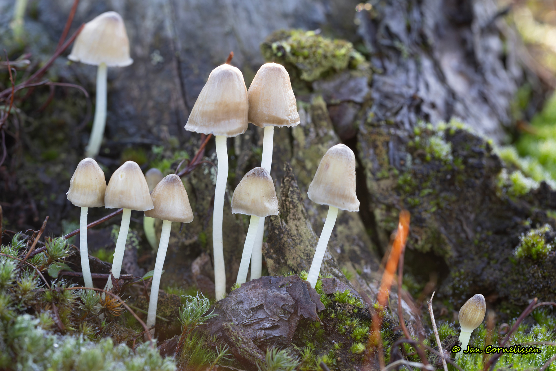 Graskleefsteelmycena