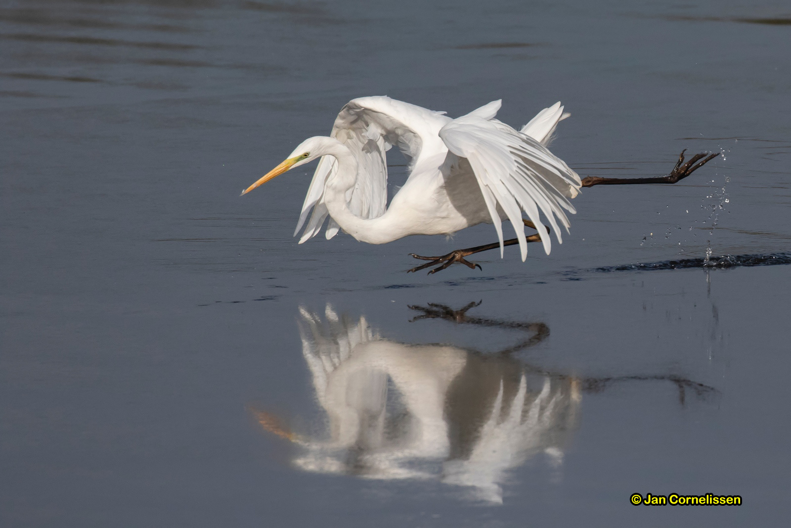Grote zilverreiger