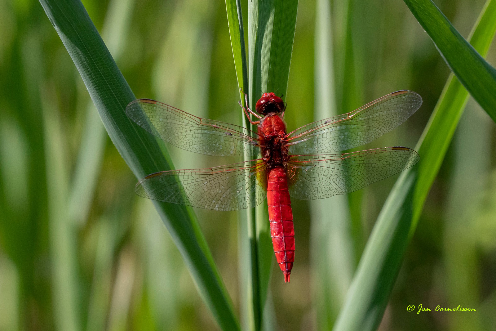 Vuurlibel - Crocothemis erythraea (Weert, NL) 2020