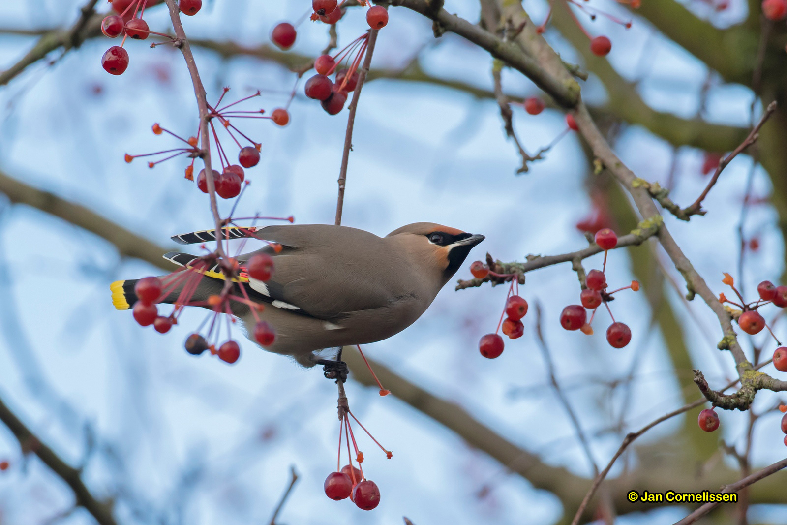 Pestvogel