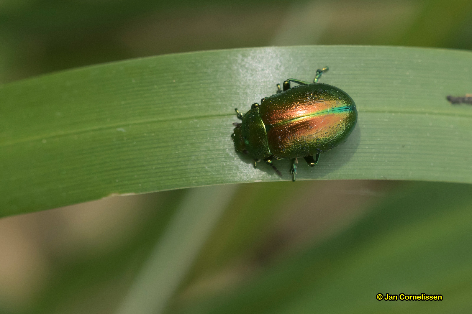 Groene muntgoudhaan