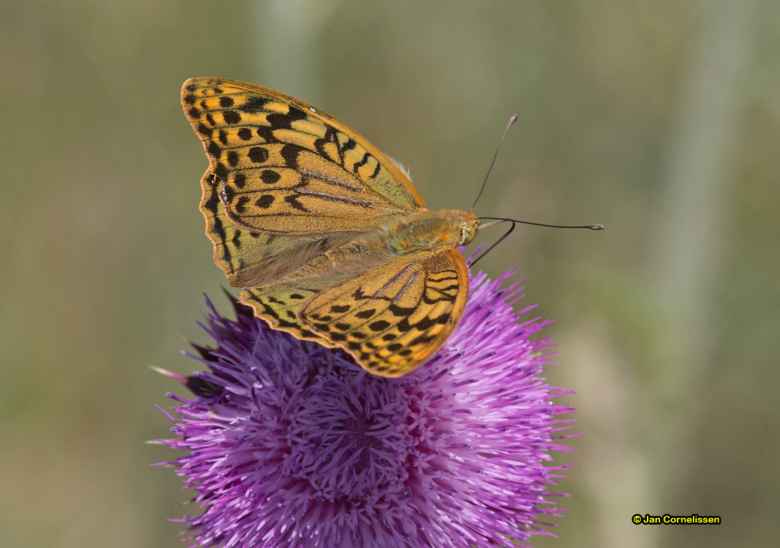 Keizersmantel - Argynnis paphia (Donaudelta, RO) 2013