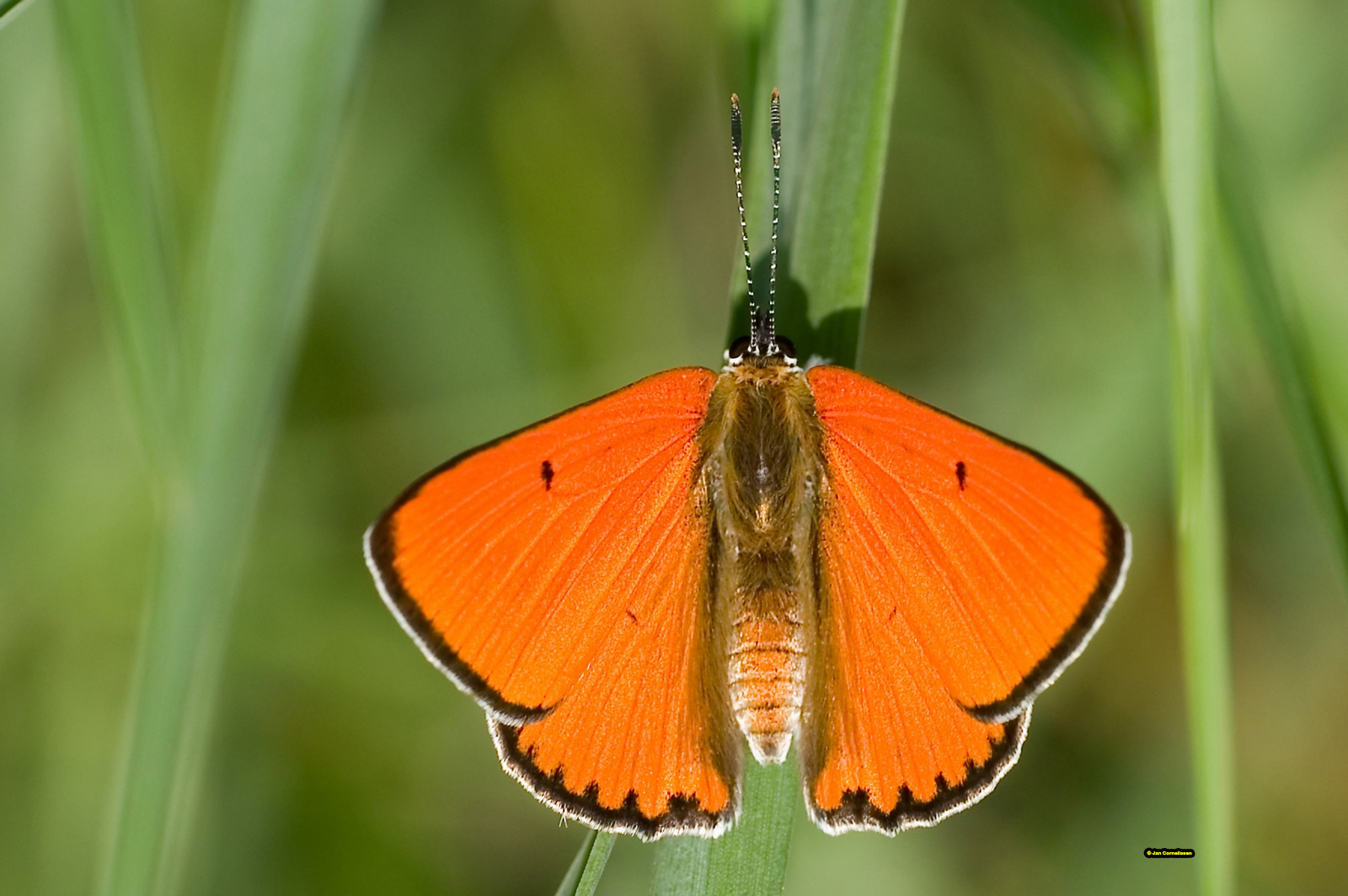 Grote vuurvlinder - Lycaena dispar (Zuid-Bulgarije) 2007