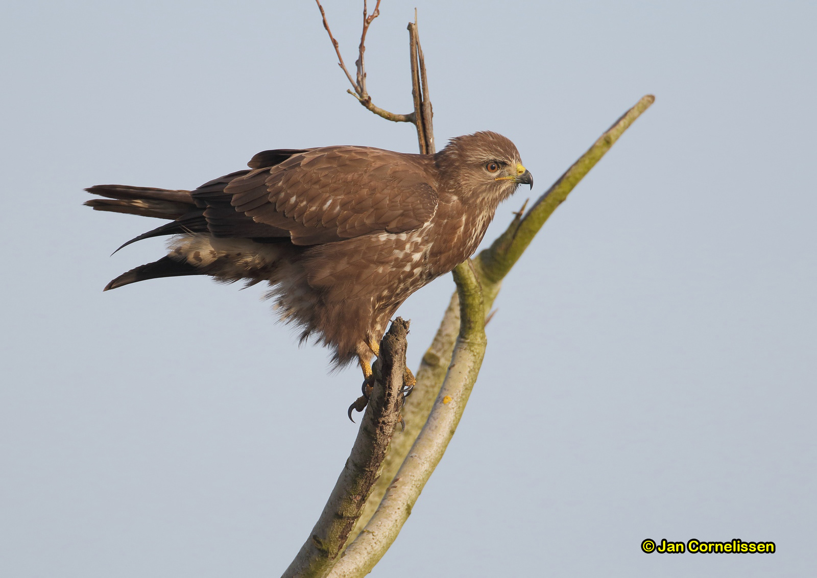 Buizerd