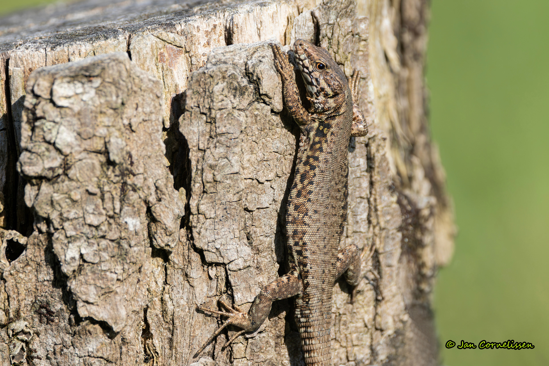 Muurhagedis - Podarcis muralis (La Brenne, F) 2025
