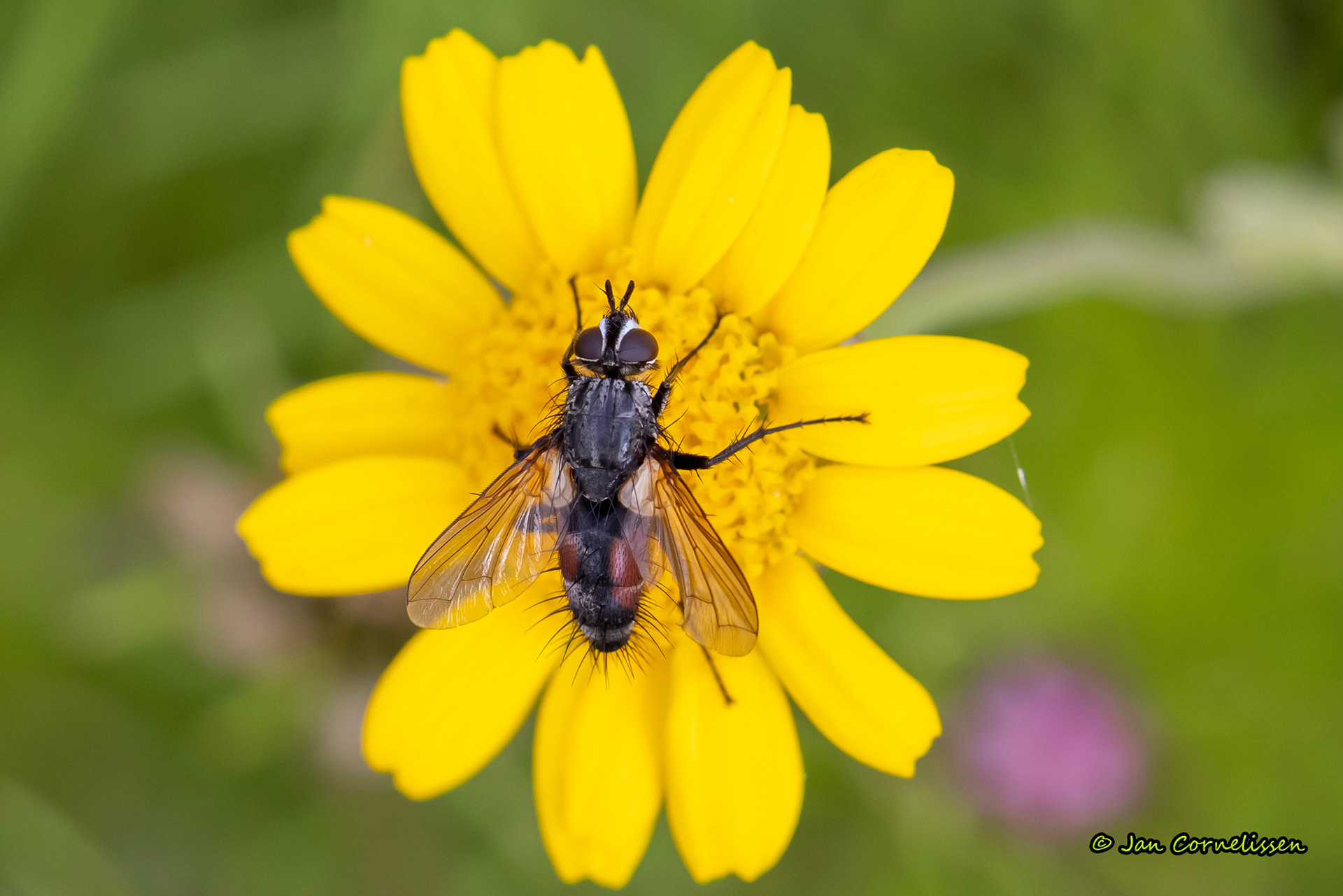 Eriothrix rufomaculatus (een sluipvlieg) (Pelt, B) 2023