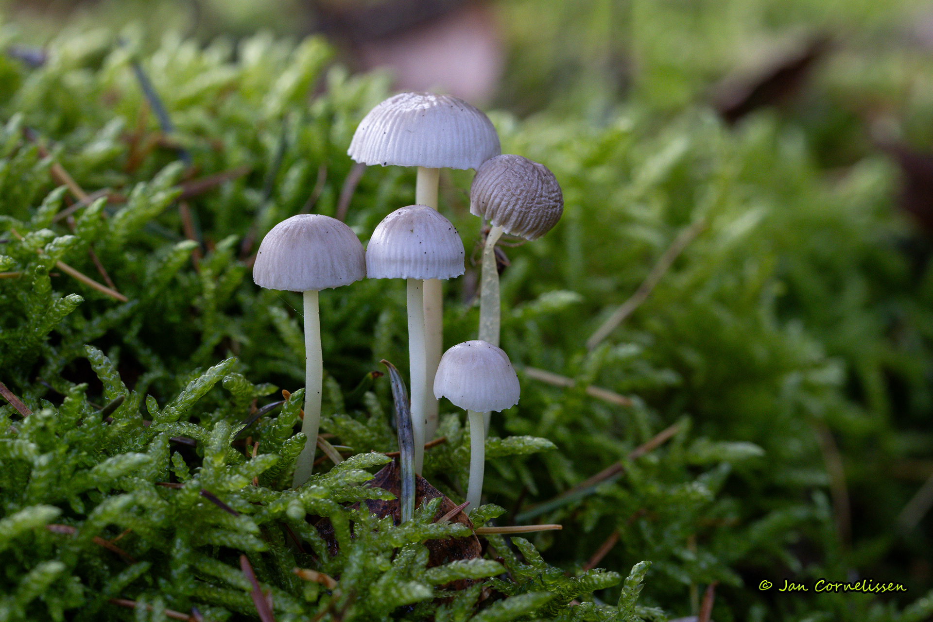 Graskleefsteelmycena