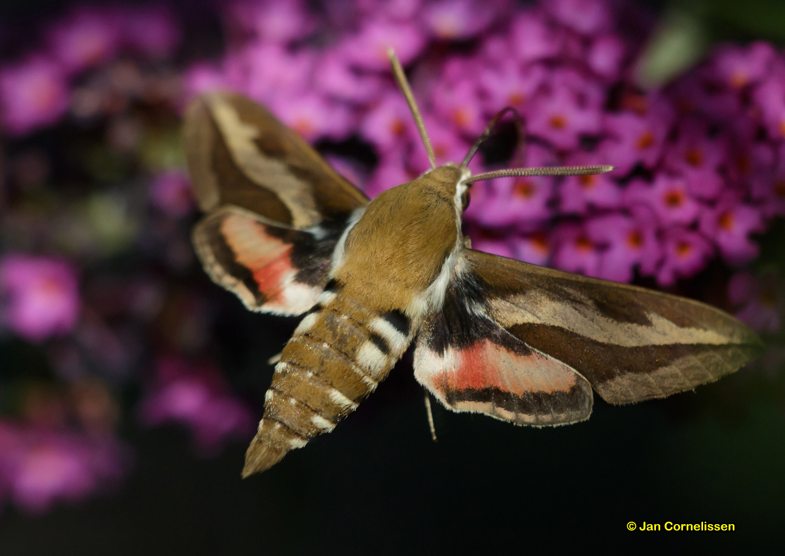 Walstropijlstaart - Hyles gallii (Pelt, B) 2015