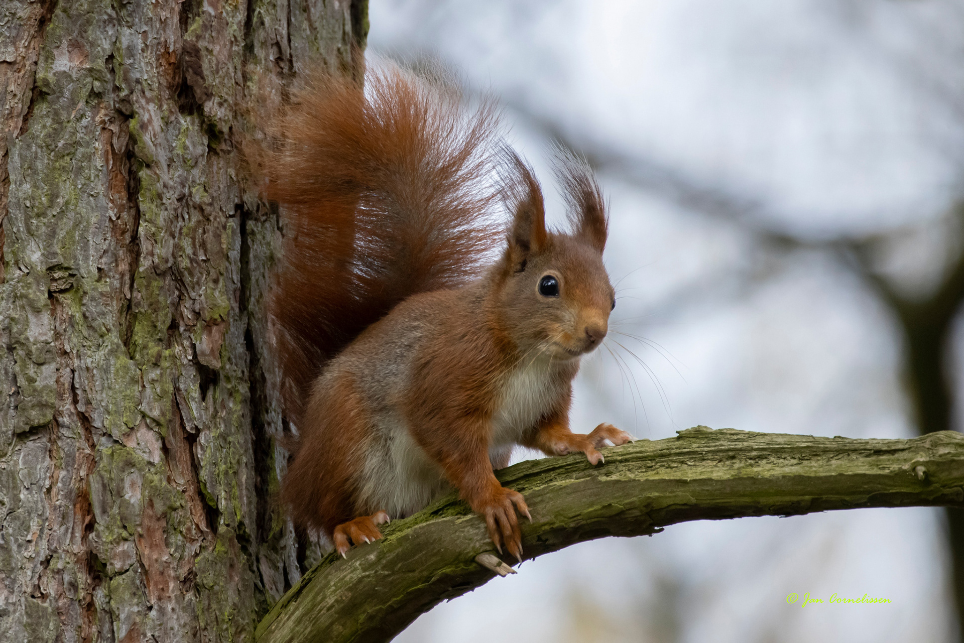 Rode eekhoorn - Sciurus vulgaris (Bree, B) 2021