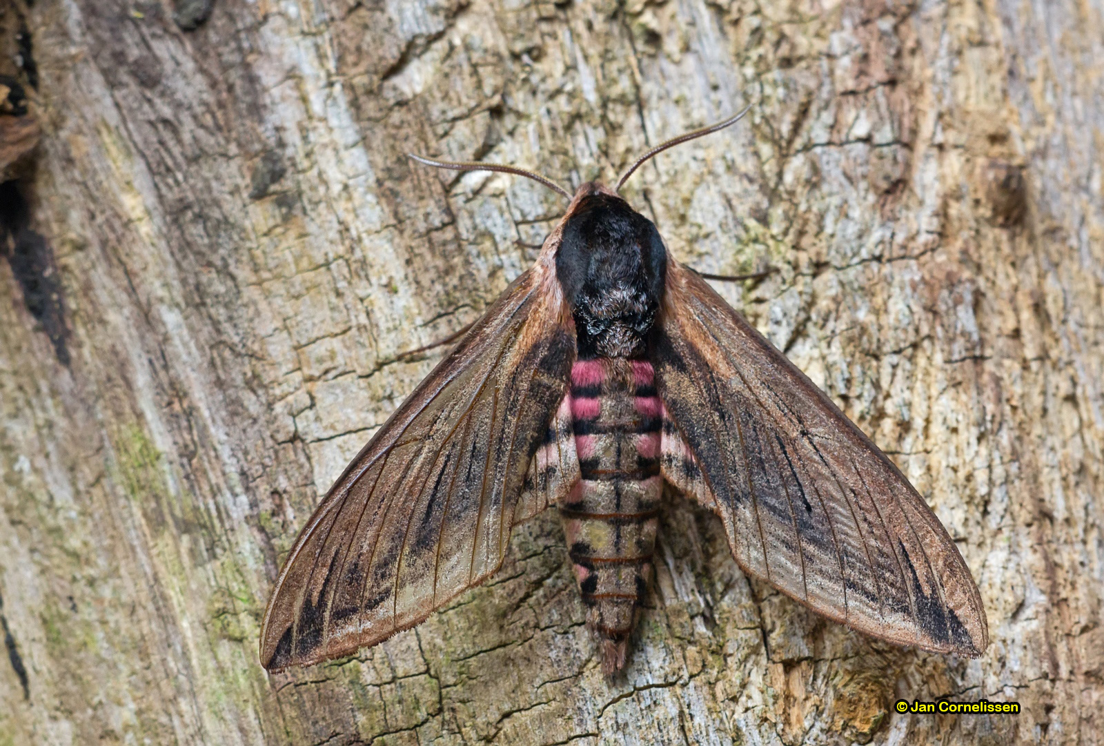 Ligusterpijlstaart - Sphinx ligustri (Pelt, B) 2012