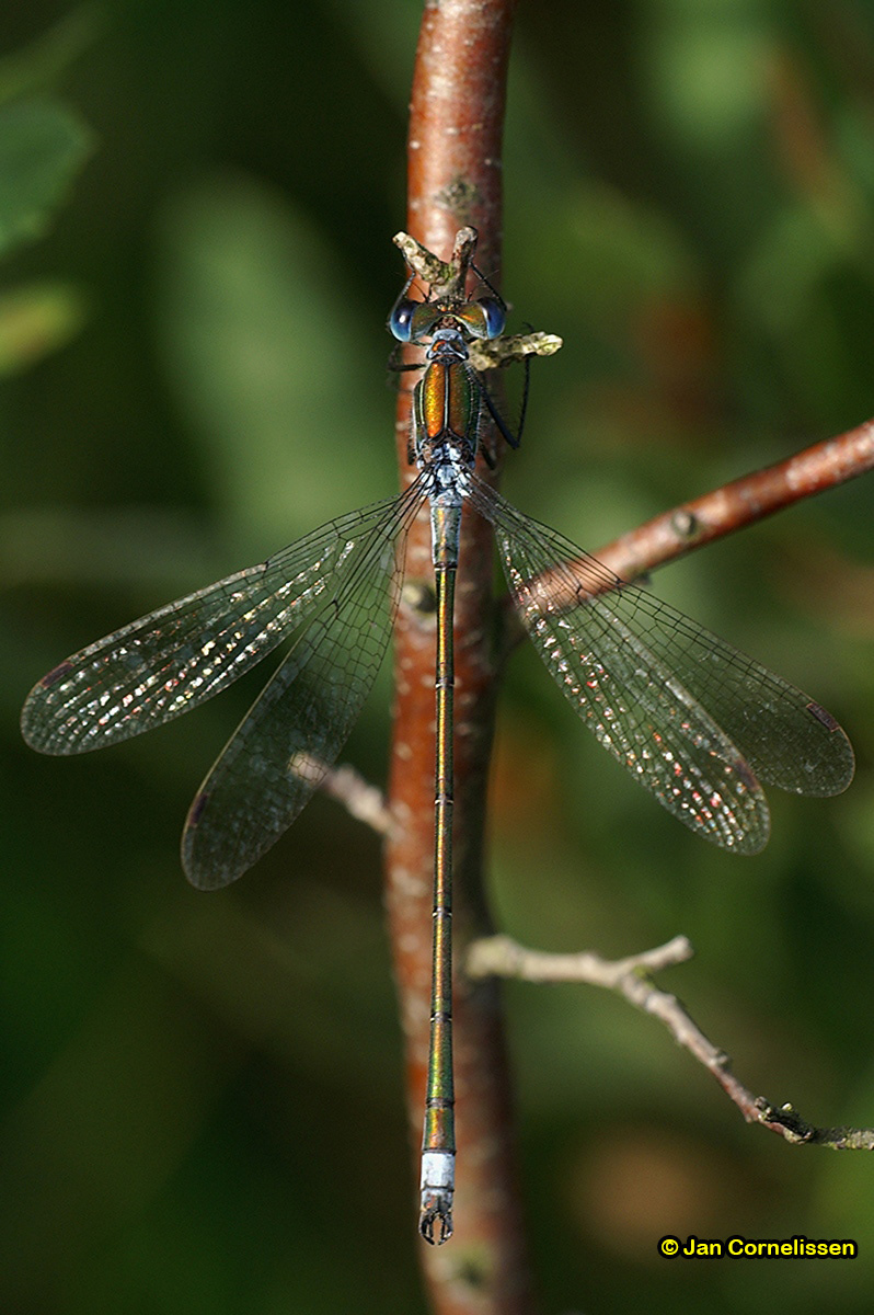 Gewone pantserjuffer - Lestes sponsa (Pelt, B) 2007