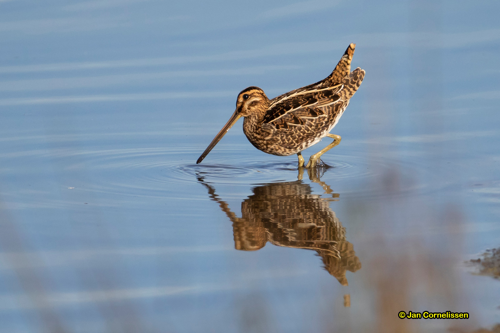 Watersnip