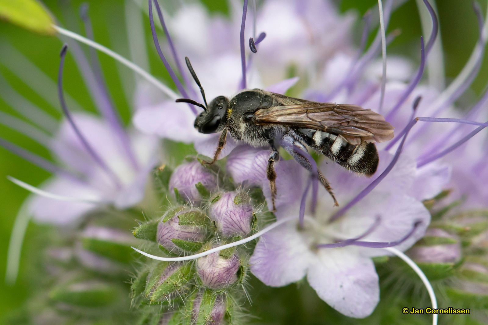 Zesvlekkige groefbij - Lasiglossum sexnotatum (Pelt, B) 2020