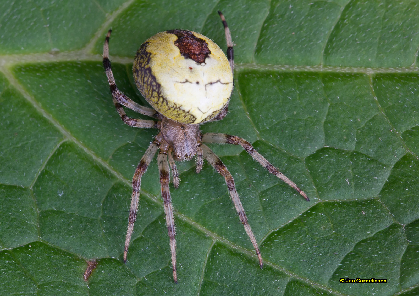 Marmerspin - Araneus marmoreus var. pyramidatus (Lommel, B) 2012