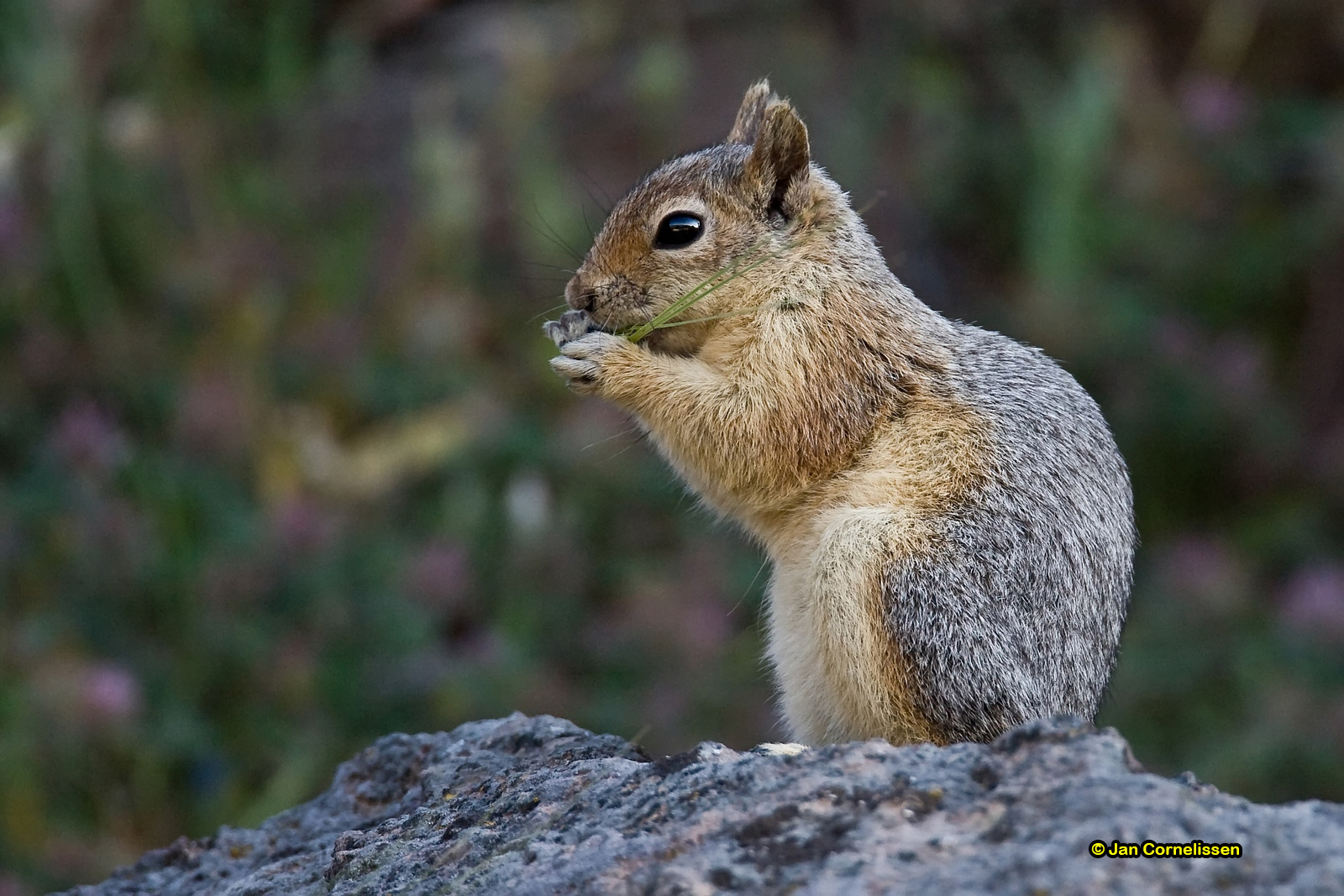 Perzische eekhoorn - Sciurus anomalus (Lesbos, B) 2008