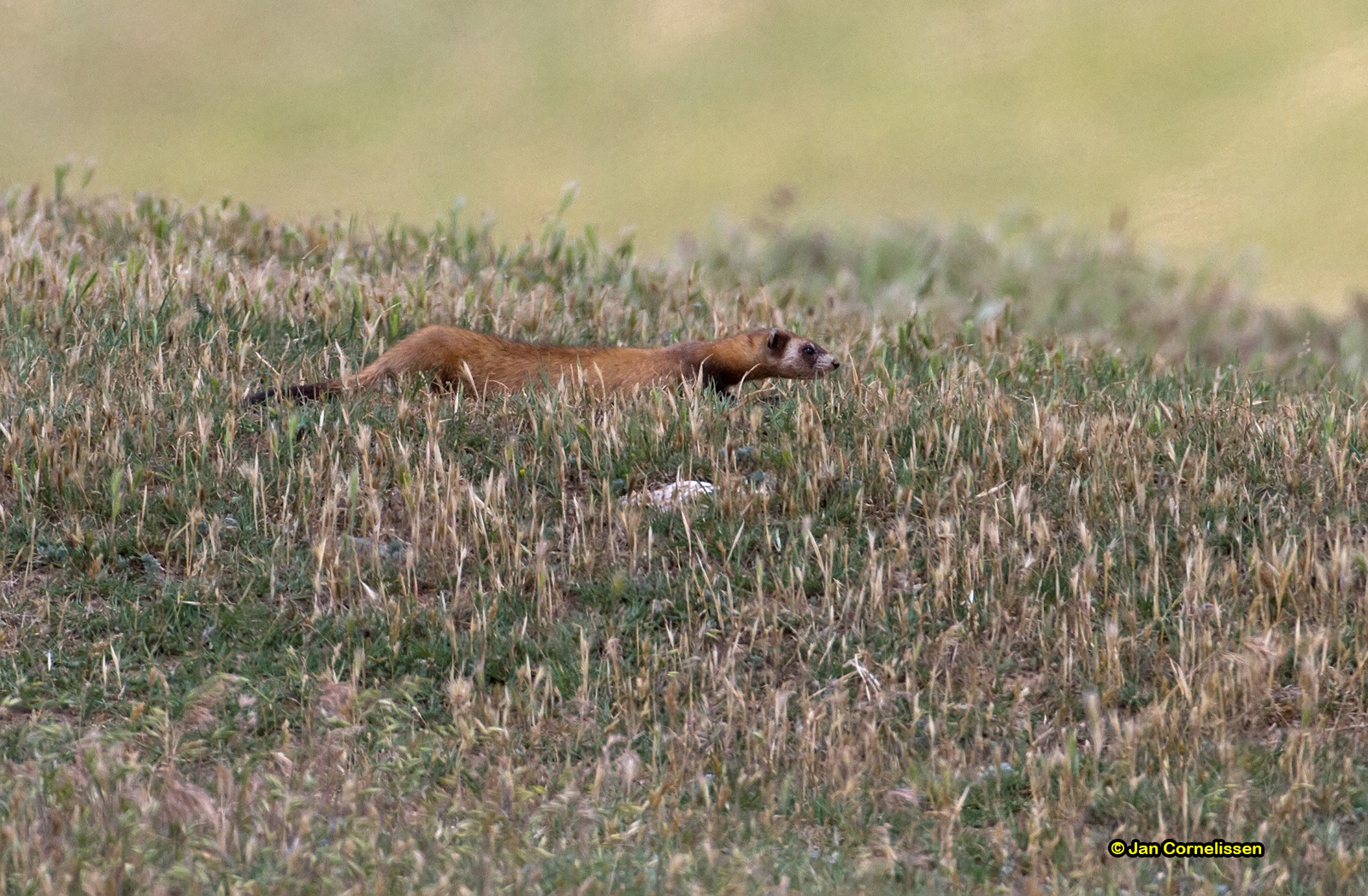Bunzing - Mustela putorius (Donaudelta, RO) 2013