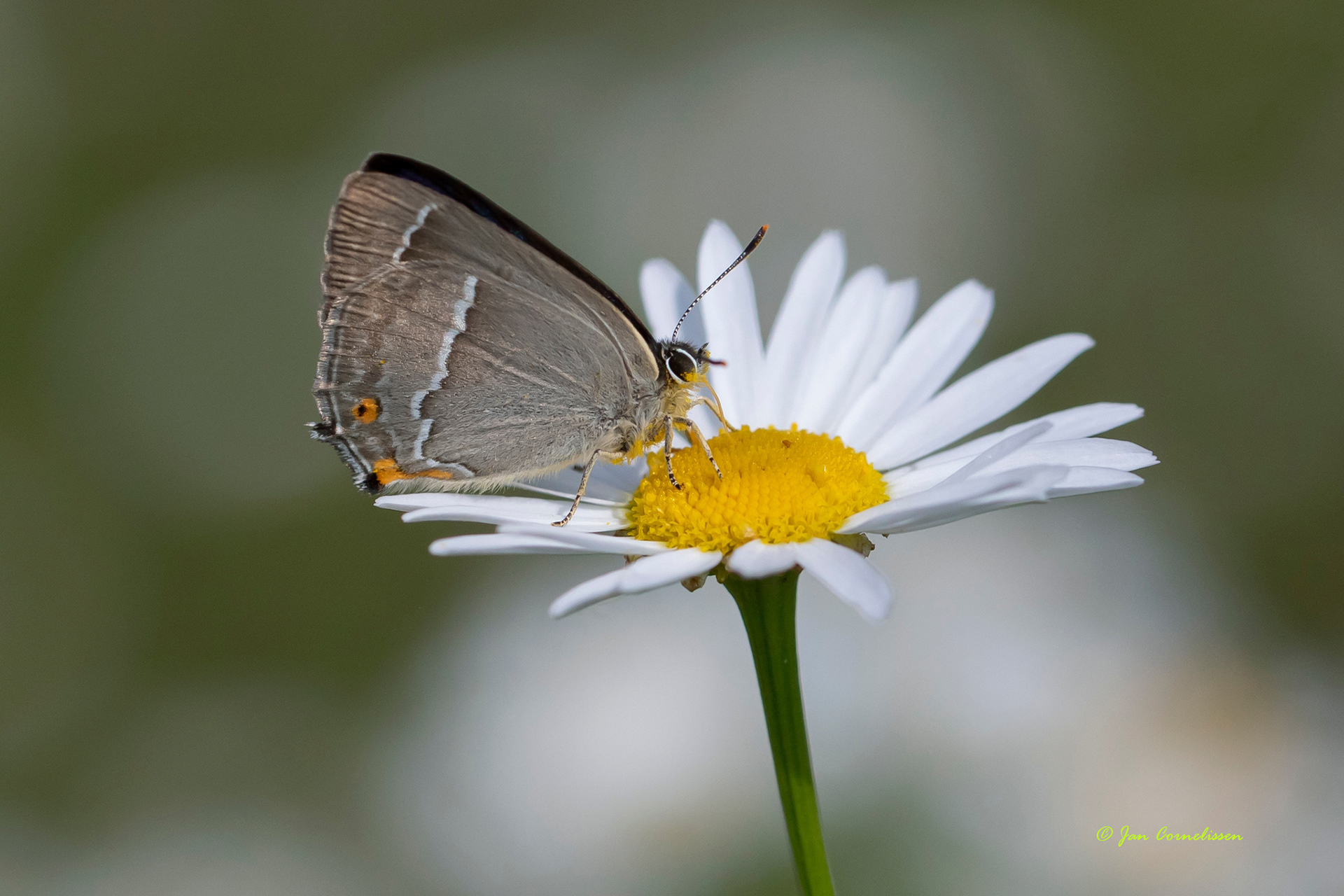 Eikenpage - Flavonius quercus (Bocholt, B) 2021