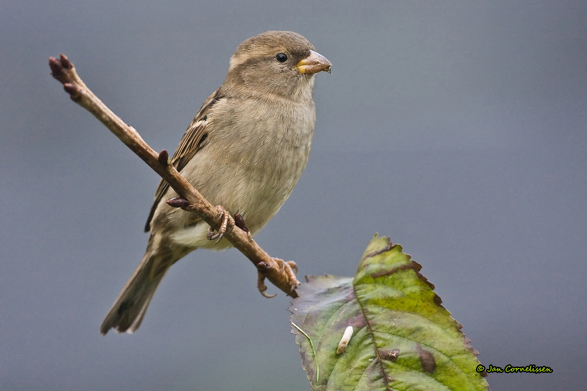 Huismus ♀