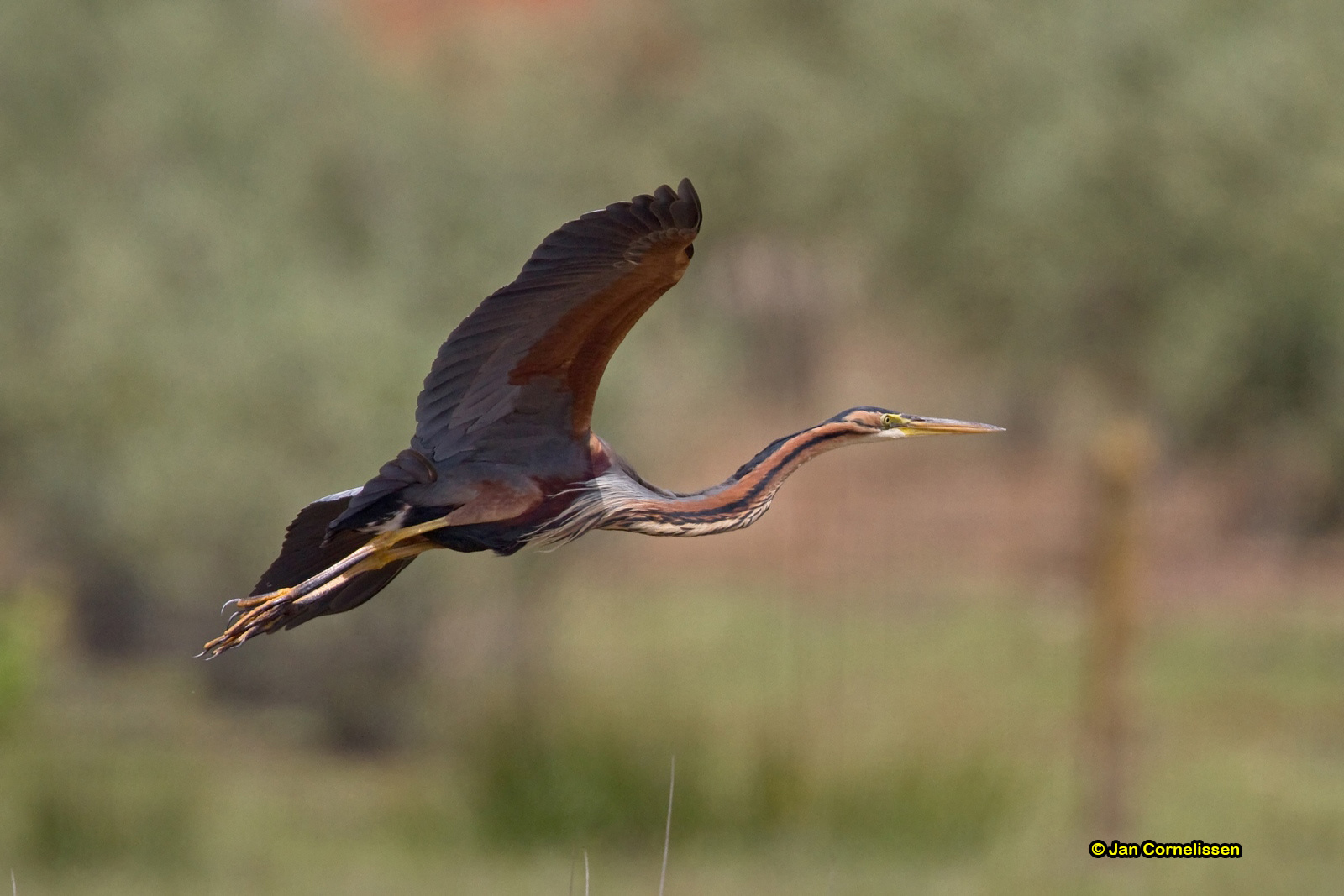Purperreiger - Purple Heron - Ardea purpurea