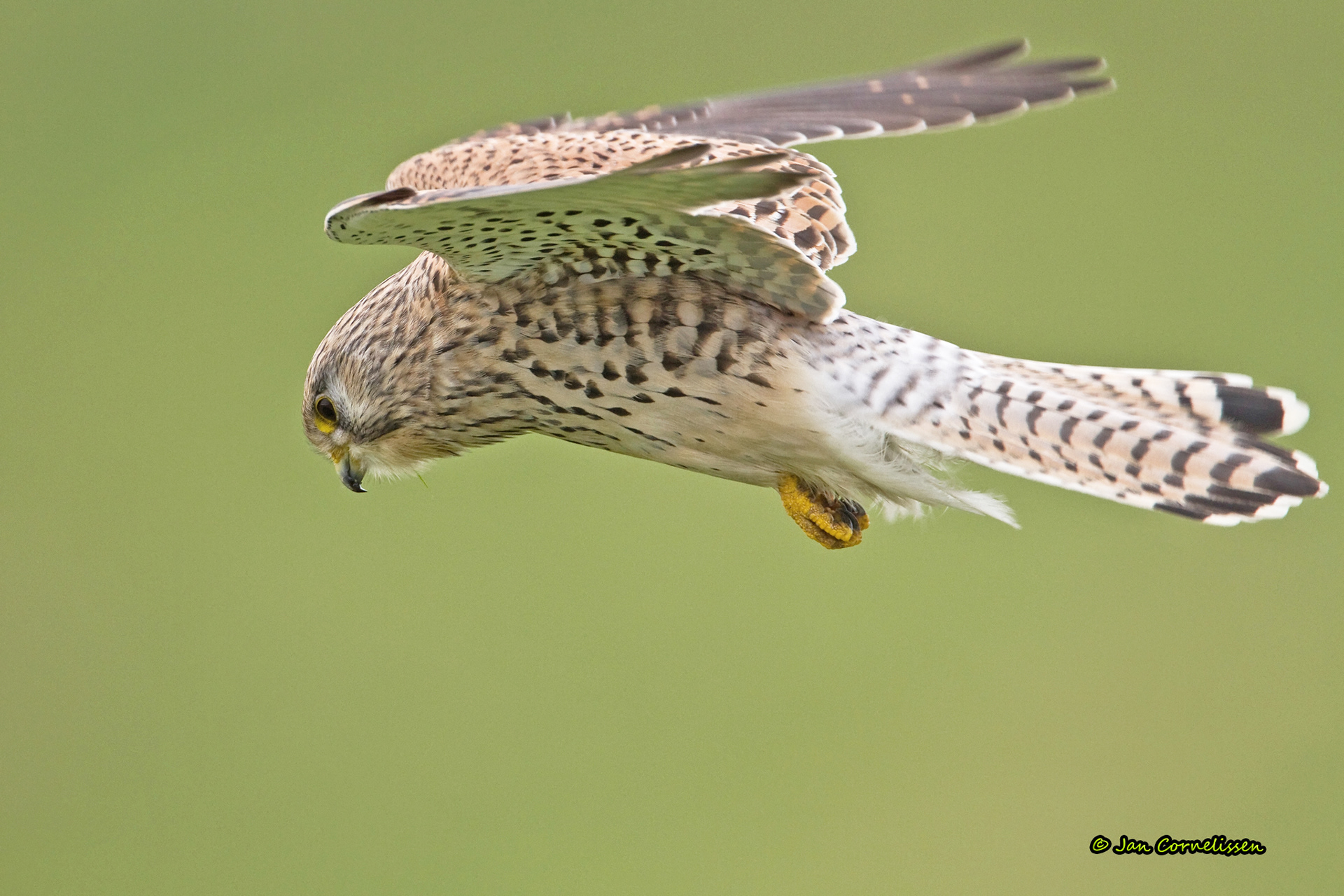Torenvalk ♀