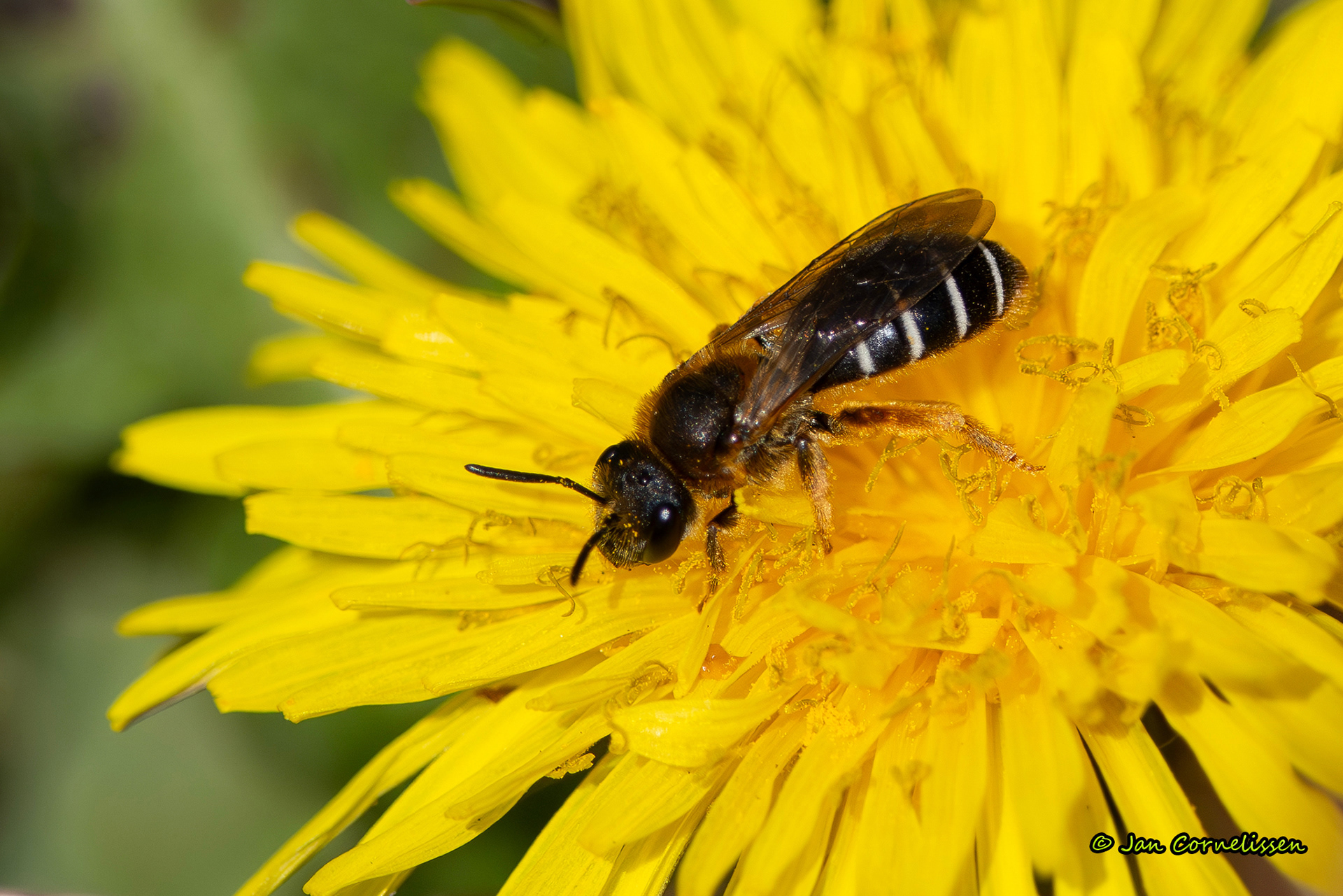 Roodpotige groefbij - Halictus rubicundus (Pelt, B) 2024