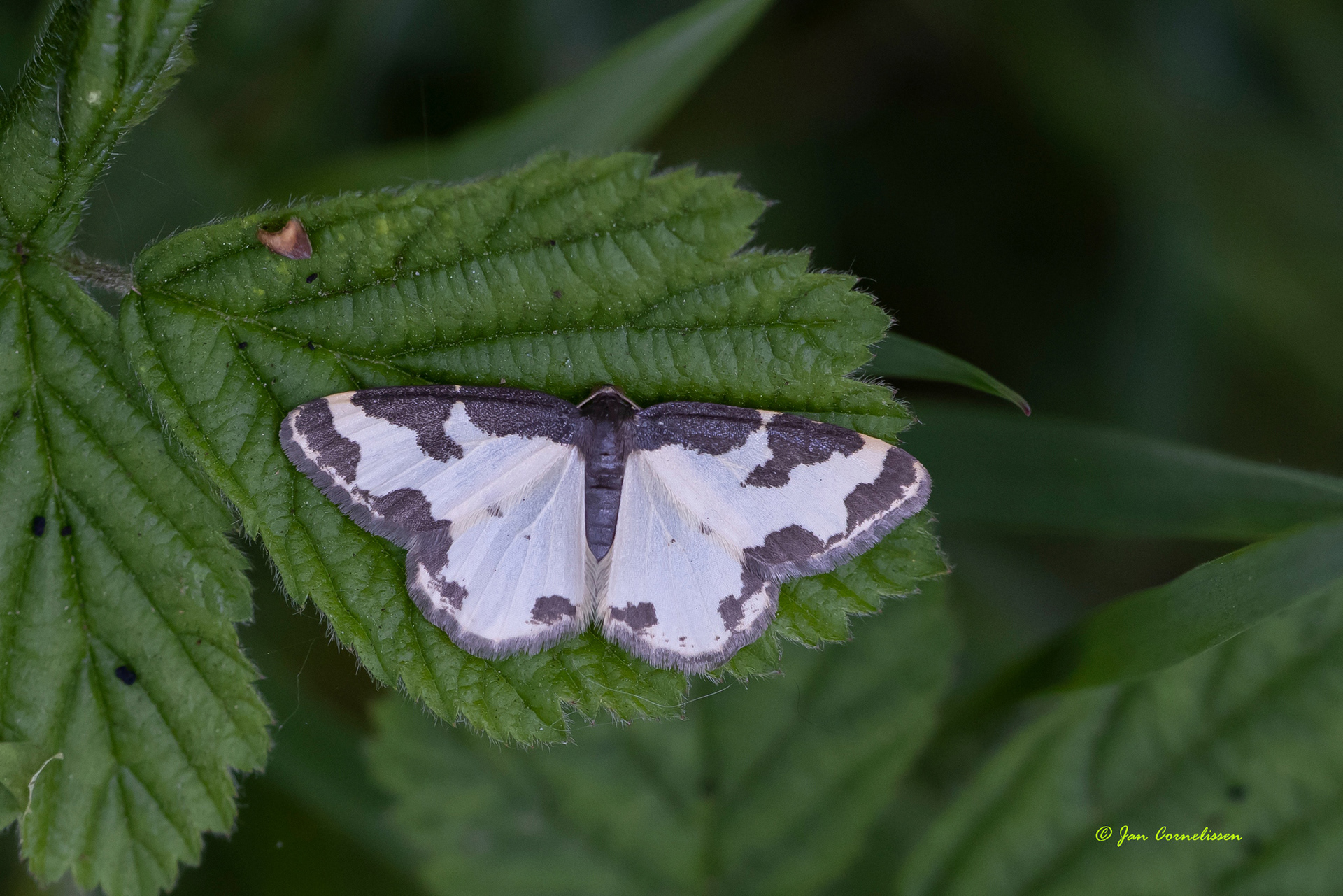 Gerande spanner - Lomaspilis marginata (Lommel, B) 2022