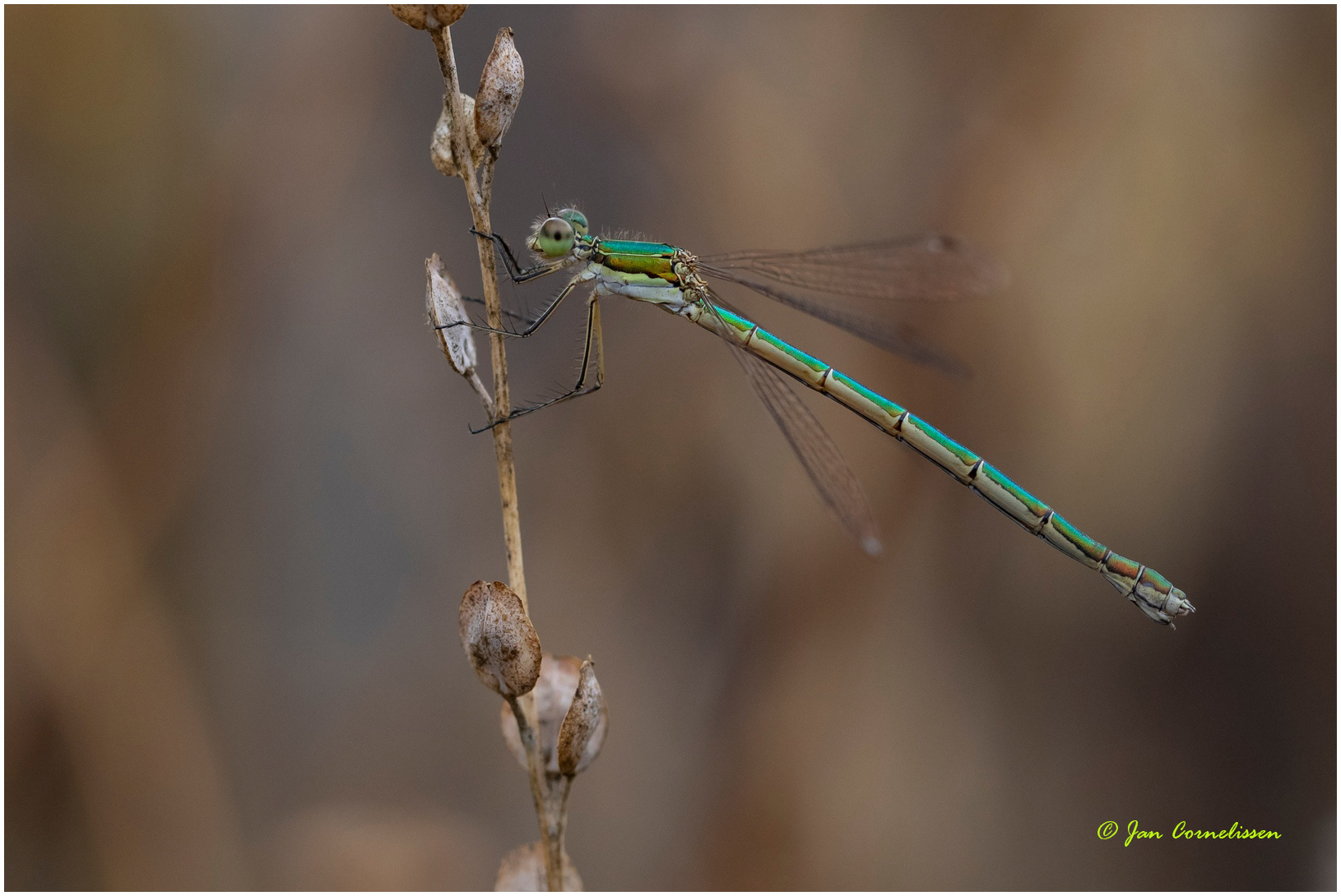 Tengere pantserjuffer ♀