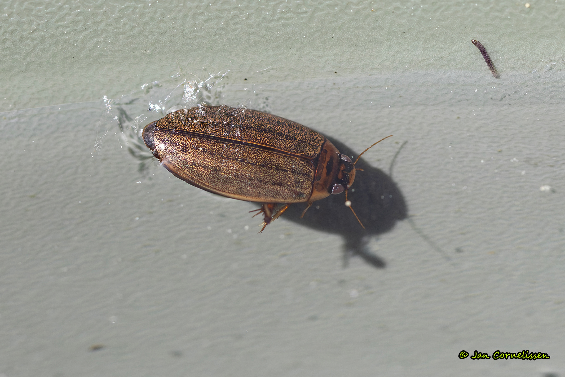 Slijktor - Rhantus suturalis (Pelt, B) 2025