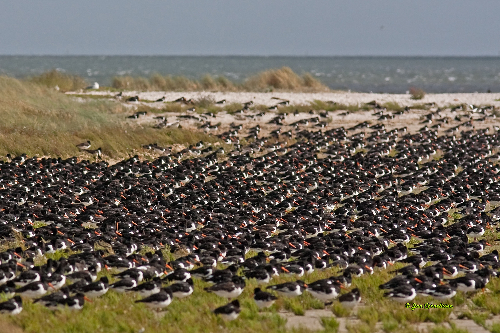 Scholeksters