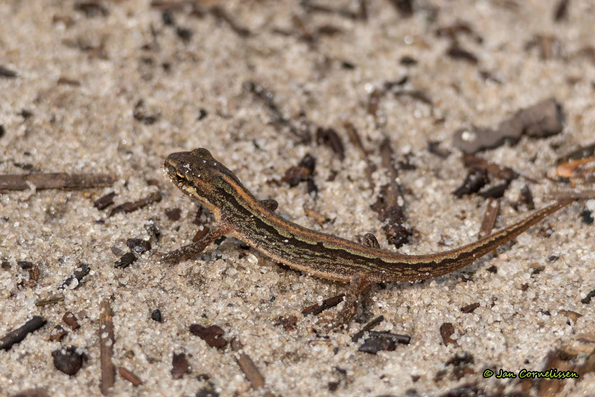 Kleine watersalamander - Lissotriton vulgaris (Leende, NL) 2024