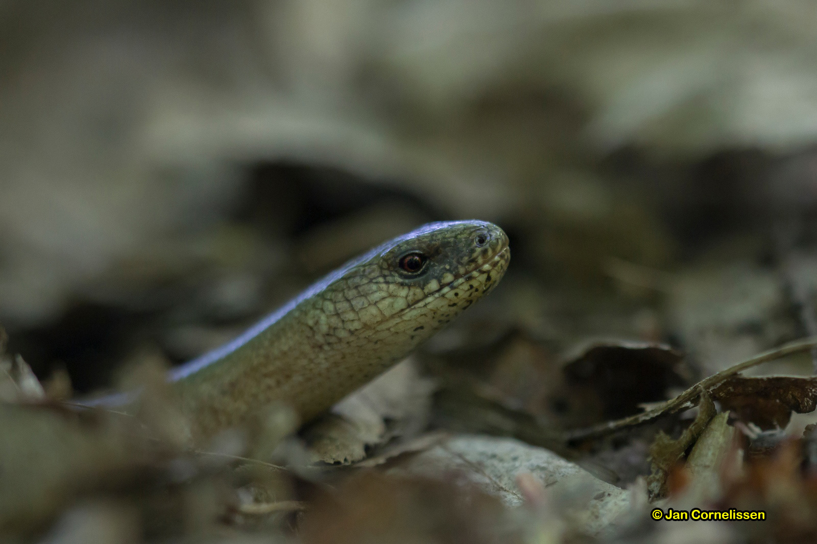 Hazelworm