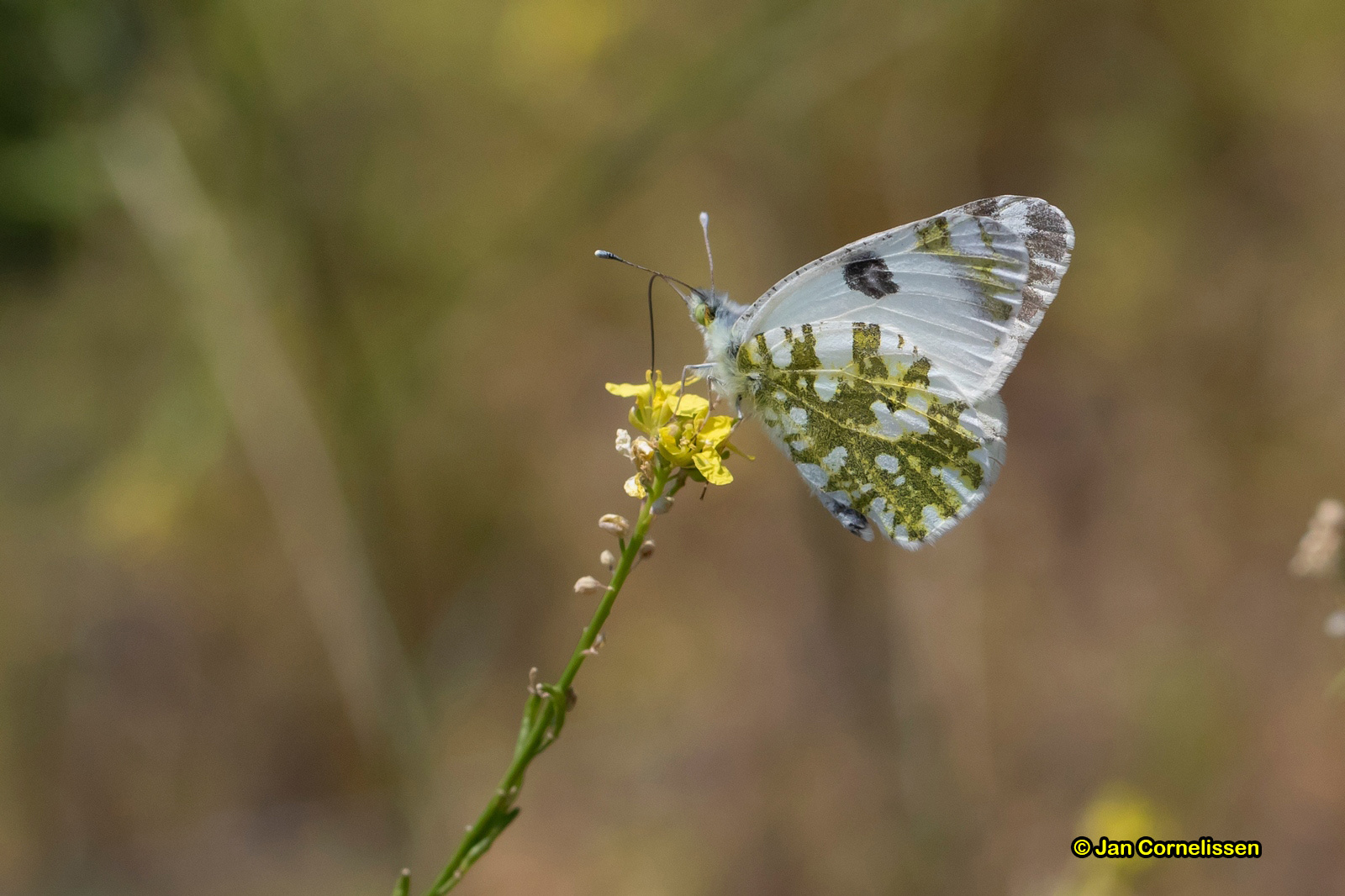 Oostelijk resedawitje - Pontia edusa (Lesbos, GR) 2018