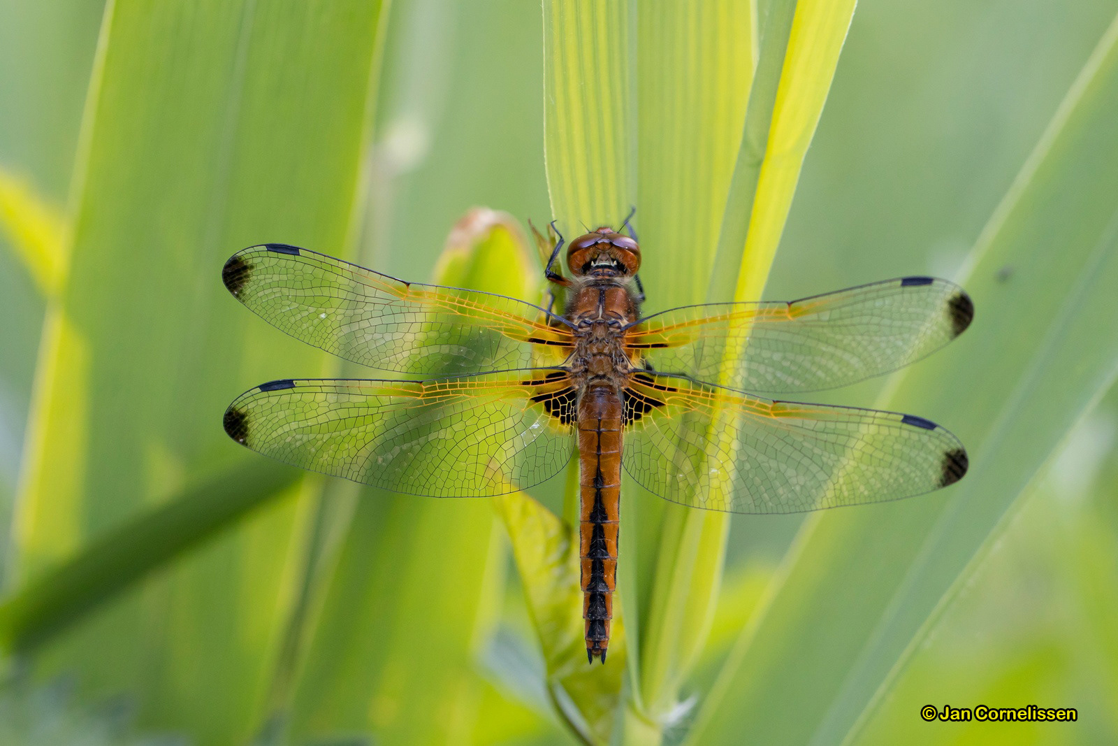 Bruine korenbout - Libellula fulva (Pelt, B)