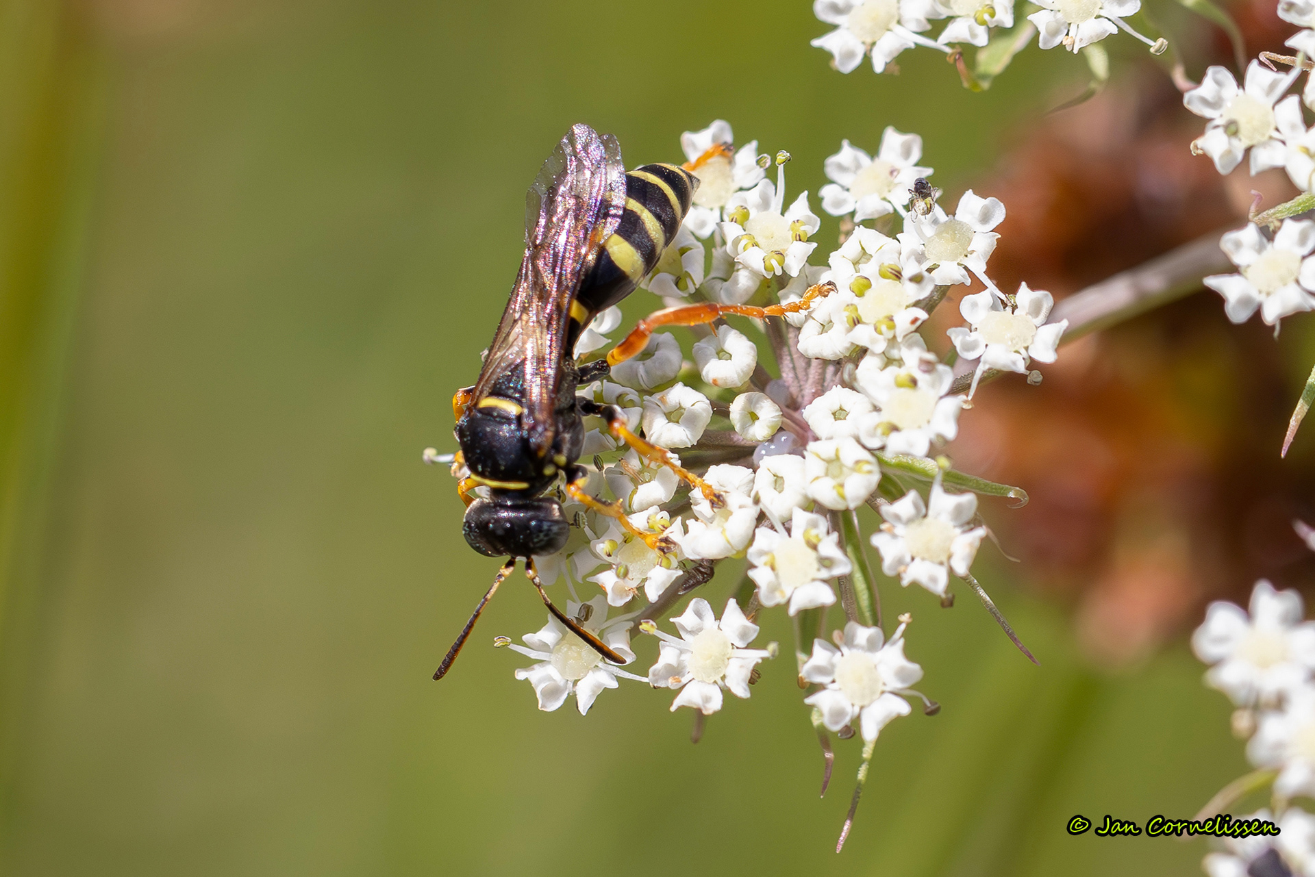 Gorytes quinqecintus (graafwesp) (Nederweert, NL) 2025