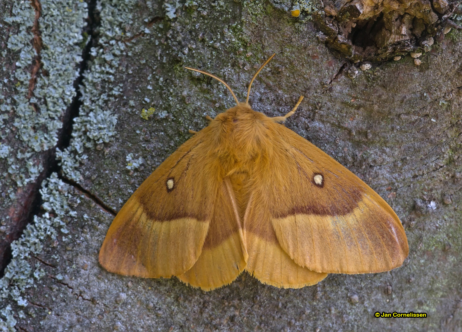 Hageheld - Lasiocampa quercus (Lommel, B) 2013