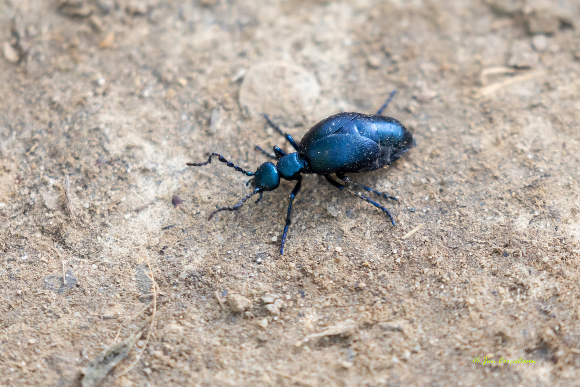 Blauwe oliekever - Meloe violaceus (Kessenich, B) 2022