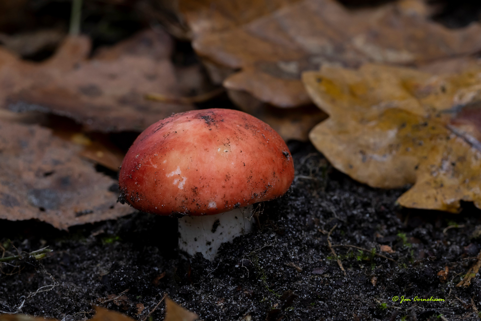 Braakrussula